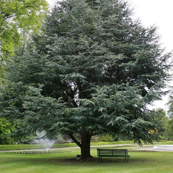 Soul Space - Essential Oils for Grounding Us in Turbulent Times - Mum and Dad