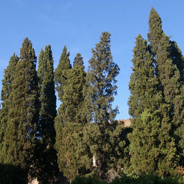 Soul Space - Essential Oils for Grounding Us in Turbulent Times - Me and Greyson