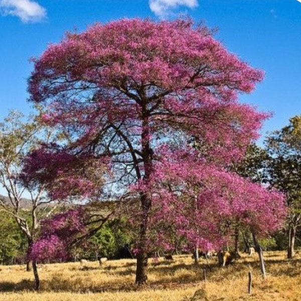 Soul Space - Essential Oils for Grounding Us in Turbulent Times - Treatment room