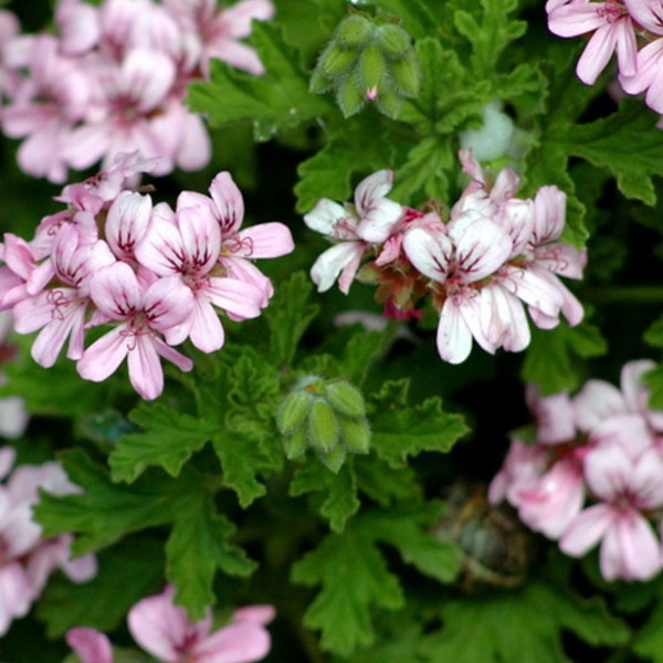 Soul Space - Essential Oils for Grounding Us in Turbulent Times - Treatment room