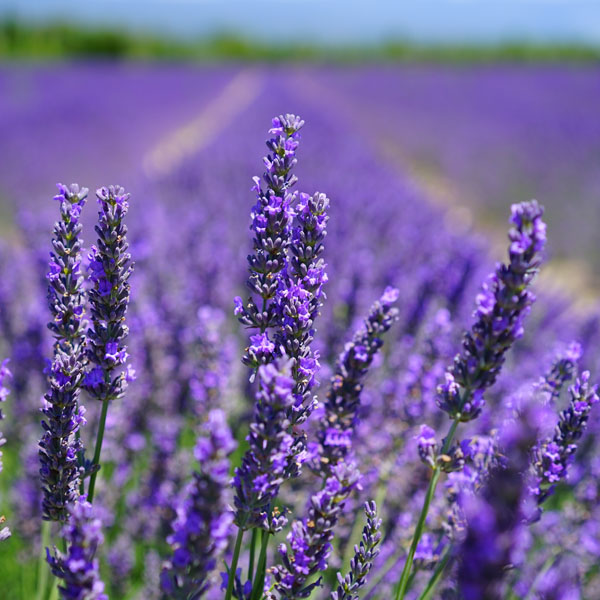 Soul Space - Essential Oils for Grounding Us in Turbulent Times - Heart in hands