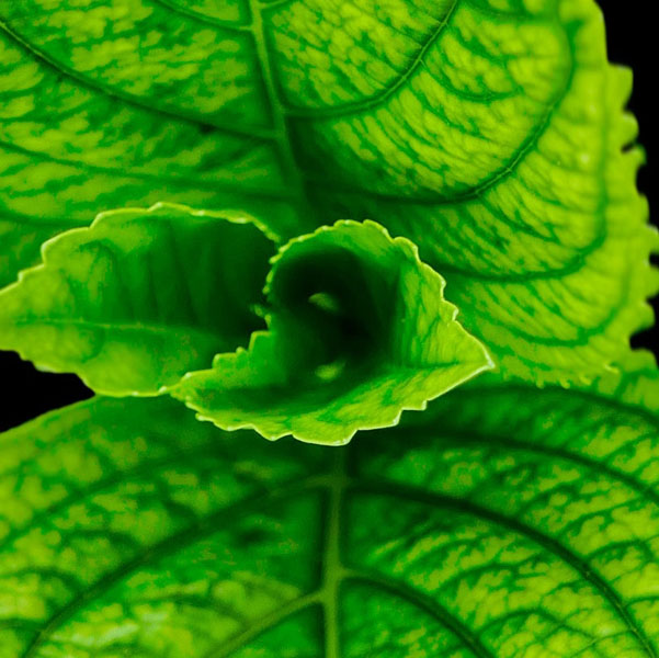 Soul Space - Essential Oils for Grounding Us in Turbulent Times - Sign and jug