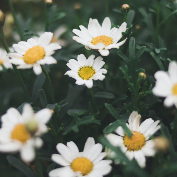 Soul Space - Essential Oils for Grounding Us in Turbulent Times - Sign and jug