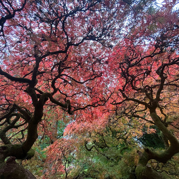 Soul Space - Essential Oils for our Muscular and Skeletal Systems - photo 03