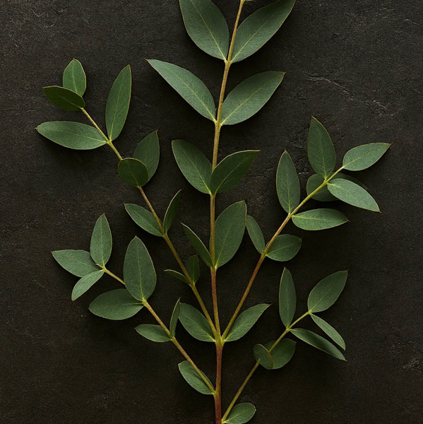 Soul Space - Essential Oils for our Muscular and Skeletal Systems - photo 05