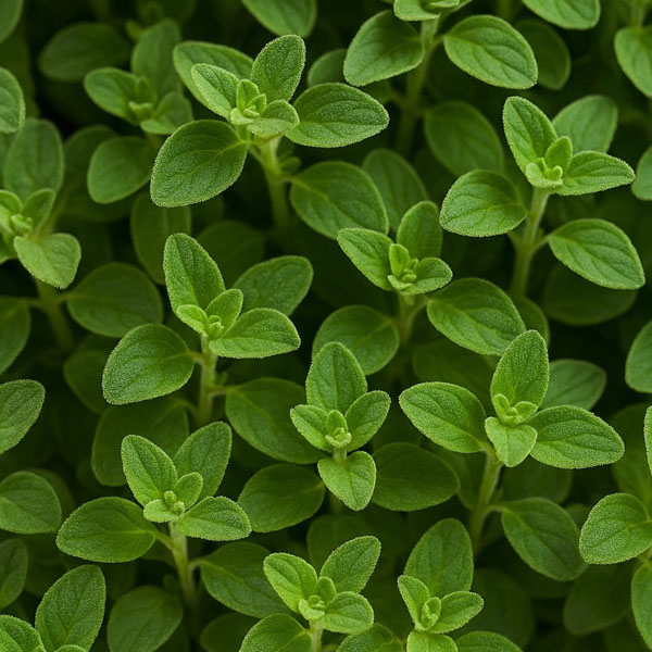 Soul Space - Essential Oils for our Muscular and Skeletal Systems - photo 09