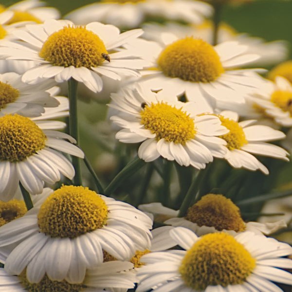 Soul Space - Essential Oils for the Nervous System - photo 06