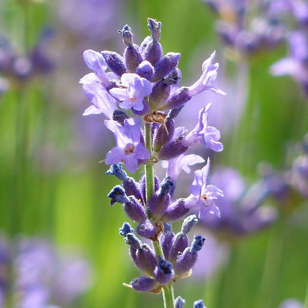 Soul Space - Essential Oils for the Nervous System - photo 08