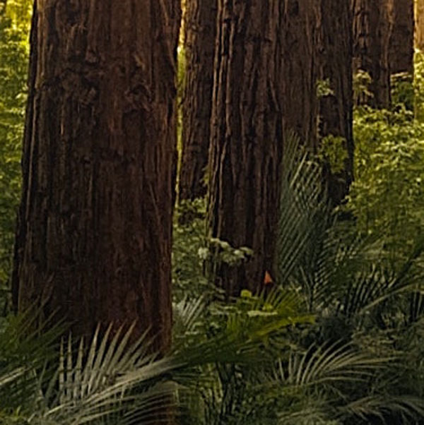 Soul Space - Essential Oils for the Nervous System - photo 11