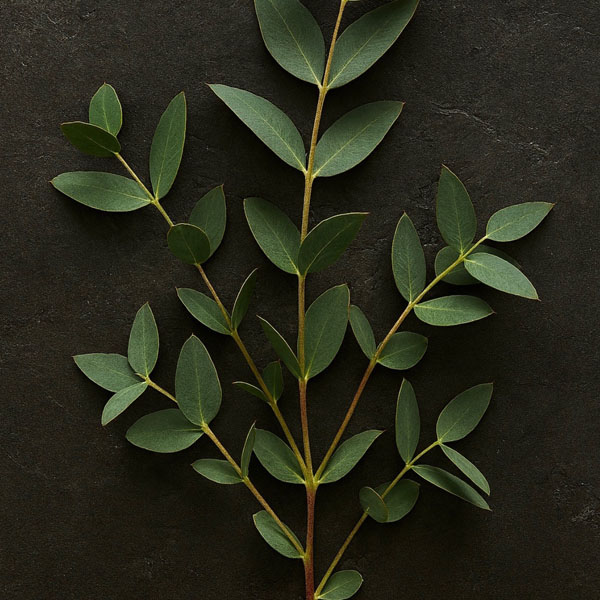 Soul Space - Let’s brighten up our January with some uplifting Essential Oils! - Sign and jug