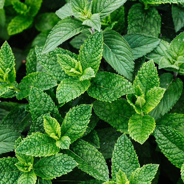 Soul Space - Let’s brighten up our January with some uplifting Essential Oils! - Sign and jug